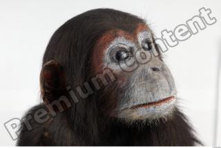 Chimpanzee - Pan troglodytes 0002